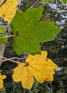 The leaves of a hedge maple are two to four inches wide, with opposite arrangement and three to five lobes each. Here, one can see the green foliage and the bright yellow color that follows in autumn.