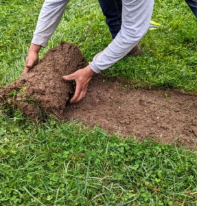 The sod is removed in sections by hand. I never like to waste anything around the farm. I always try to repurpose and reuse as much as possible, so the sections are replanted in grassy areas that have gotten bare over time.