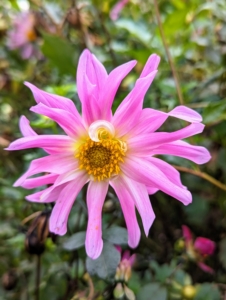 This is a cactus dahlia with its beautiful ‘spiny’ petals rolled up along more than two-thirds of their length.