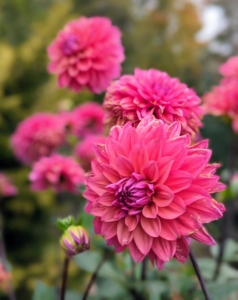 There are about 42 species of dahlia, with hybrids commonly grown as garden plants. A member of the Asteraceae family of dicotyledonous plants, some of its relatives include the sunflower, daisy, chrysanthemum, and zinnia.