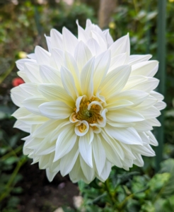 Dahlias originated as wildflowers in the high mountain regions of Mexico and Guatemala – that’s why they naturally work well and bloom happily in cooler temperatures.