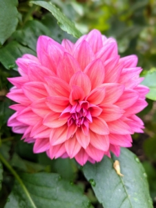 Dahlias produce an abundance of wonderful flowers throughout early summer and again in late summer until the first frost.