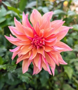 Flowers come one head per stem. The blooms can be as small as two-inches in diameter or up to one foot across. This great variety results from dahlias being octoploids, meaning they have eight sets of homologous chromosomes, whereas most plants have only two.