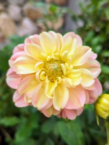Dahlias are classified according to flower shape and petal arrangement.