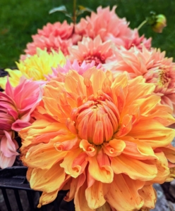 Dahlias are borne from tubers and are popularly grown for their long-lasting cut flowers.
