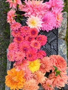Ryan collects the dahlias and places them through the bottom side of a plastic milk crate to protect the delicate stems from breaking. They will be placed in water as soon as they are brought up to my Winter House.