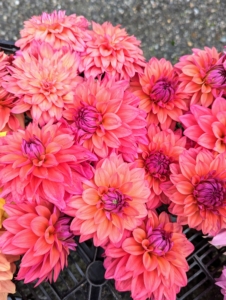 When cutting, to prevent wilting, cut only in the early morning or late afternoon. And only cut them after they open to mature size – dahlias will not open after cutting.