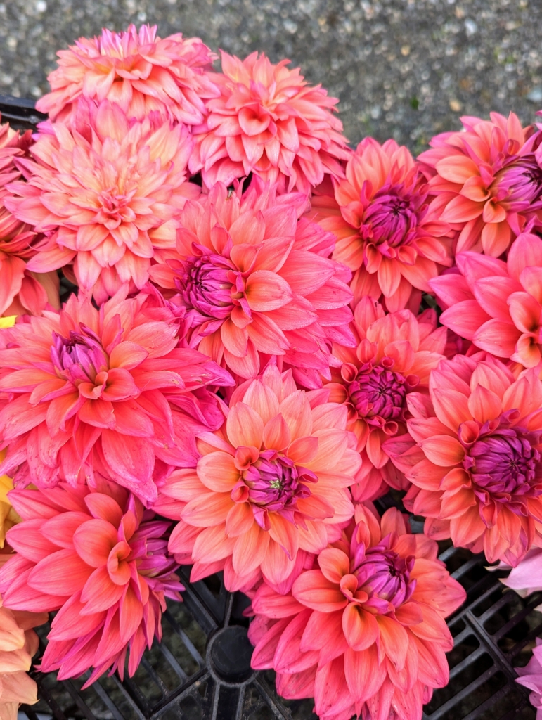 Late October Dahlias The Martha Stewart Blog