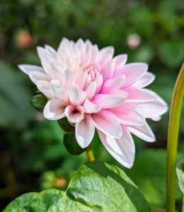 Dahlias were first recorded by Westerners in 1615, and were then called by their original Mexican name acoctli.