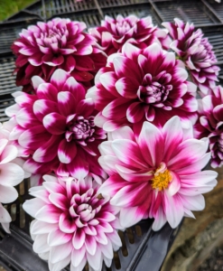 Dahlias grouped with like blooms look so beautiful together. When planting dahlias, choose the location carefully – dahlias grow more blooms where they can have six to eight hours of direct sunlight.
