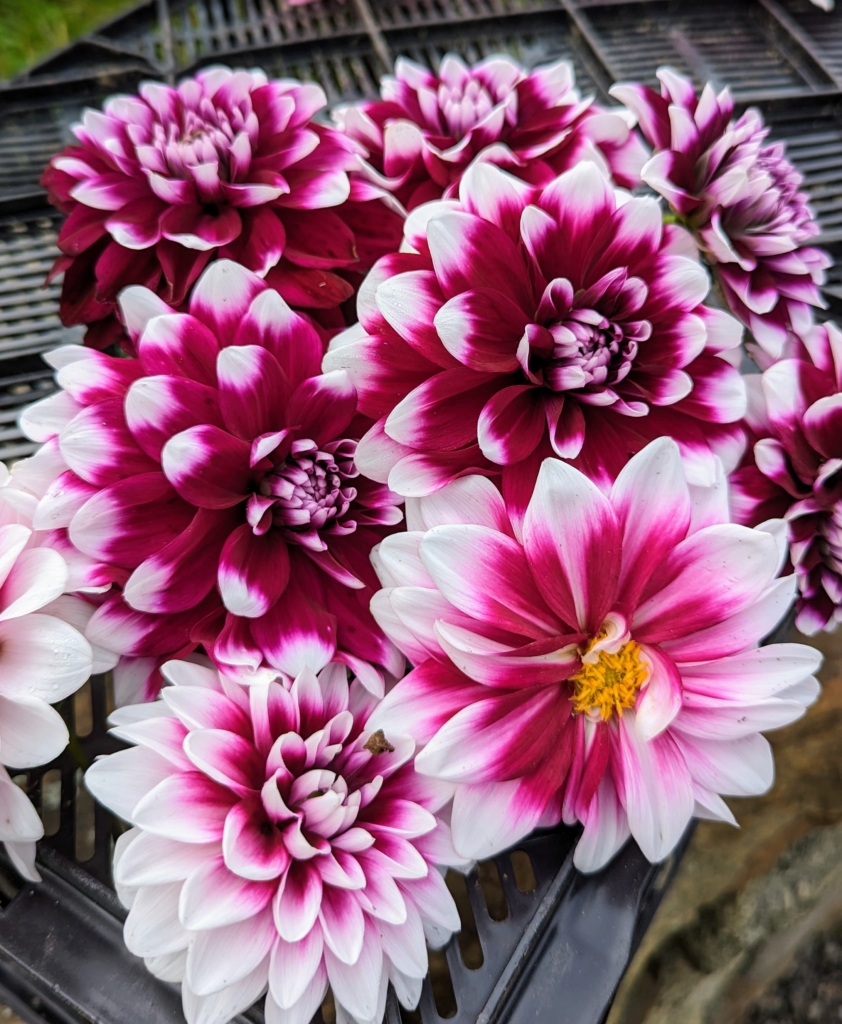 Late October Dahlias The Martha Stewart Blog