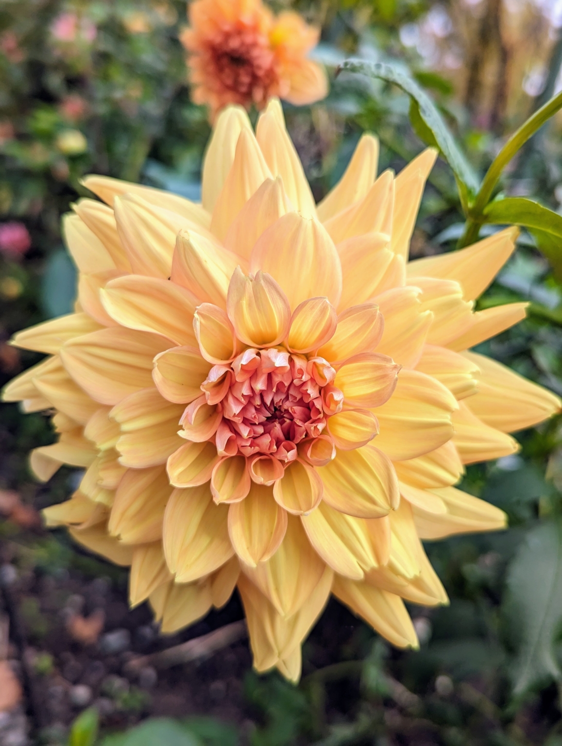 Late October Dahlias - The Martha Stewart Blog