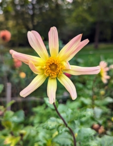 Before insulin, the tubers of dahlias were considered medicinal, being used to balance blood sugar due to their high fructose content. The petals were used to treat dry skin, bug bites, infections and rashes. The Aztecs were also said to have used their hallow stems as straws.