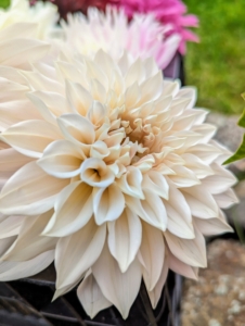Dahlias come in almost every color - white, shades of pink, red, yellow, orange, shades of purple, variegated and bicolor - almost every color except true blue.
