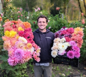 Here's Ryan with our latest bounty of beautiful blooms. Always wait until the foliage has turned brown before digging them up at the end of the season. This is important so that the plant can gather energy for the following year. It will store starches in the tuber which will fuel initial sprouting in summer. The best time is a couple weeks after the first frost when they’re well into dormancy yet haven’t been harmed by the cold. We may not get our first night of frost for a couple more weeks. Are you still enjoying the season's dahlias where you live?