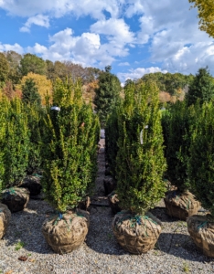Every row of trees and shrubs is neat, tidy, and every item properly identified. It is so nice to see such a well organized nursery.