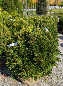 Buxus 'Green Velvet' is a full-bodied boxwood well-suited for dense, low hedges. Its foliage also retains its rich green color throughout winter and develops a vigorous form.