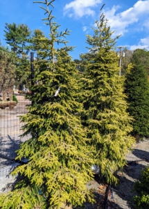 During my recent visit, I quickly spotted two Picea orientalis 'Skylands.' Do you know... why this is one of my favorite trees? Its name is "Skylands" after all - the same as my beloved home in Maine.