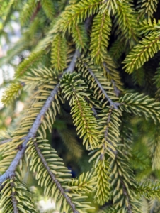 Picea orientalis 'Skylands' is a yellow-needled cultivar that grows to around eight to 10-feet tall with an erect, conical to pyramidal habit.