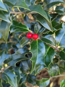 The glossy dark green leaves are oval to almost rectangular, with downward-curling tips. And it will produce red fruit in fall and winter when planted near a male blue holly.