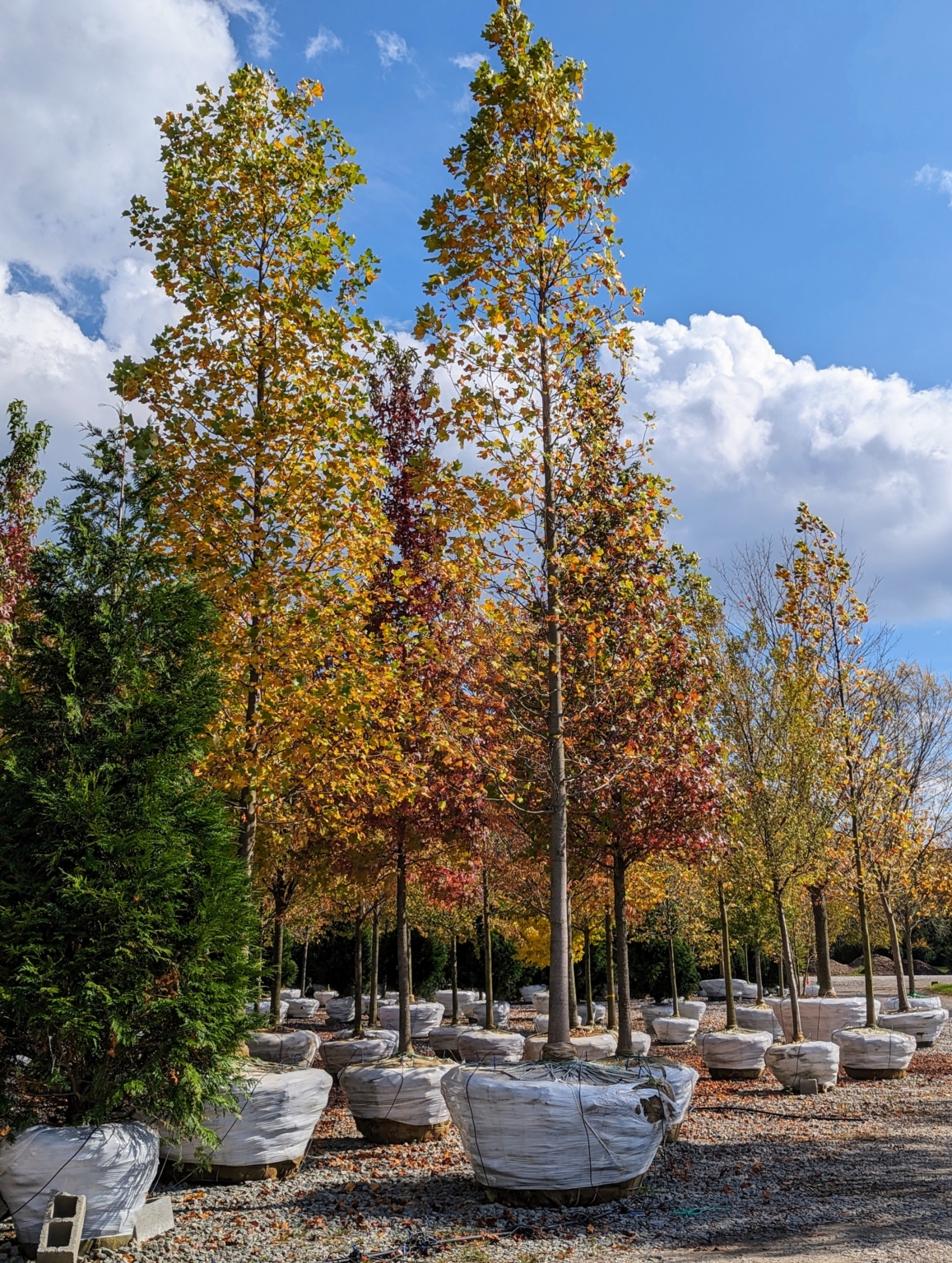 A Visit to Select Horticulture Inc. in Pound Ridge, New York - The ...