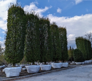 These giants are columnar Carpinus betulus Frans Fontaine – a dense hornbeam with a narrowly upright and columnar growth habit.