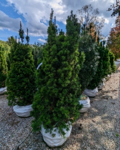 Taxus media 'Viridis' is a slow-growing, narrow columnar tree with light green foliage. It grows to about 10 feet tall at maturity, with a spread of 24 inches.