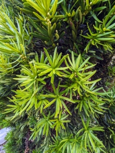 Taxus med 'Viridis' has bluish-green evergreen foliage which starts as chartreuse in spring and then holds its bluish-green color through winter.
