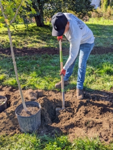 Each tree hole is dug with enough room for the plant’s root ball. The rule of thumb when planting trees is to dig the hole two times as wide as the rootball and no deeper than the bottom of the rootball to the trunk flare. The flare of the tree should be at or slightly above the soil grade. More simply, the tree should be planted similar to how it is in its pot.