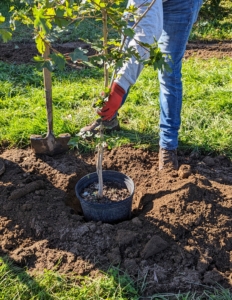 Byron places the potted tree in the hole to make sure it is the right size. When planting, always check that the plant is positioned with the best side facing out, or in this case, facing the path.