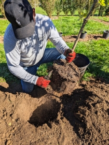 Before planting, Byron removes the tree from its pot and scarifies the rootball. Scarifying stimulates root growth. Essentially, he teases small portions of the root ball to loosen the roots a bit and create some beneficial injuries. This helps the plant become established more quickly in its new environment.