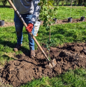 Then Byron places it into the hole and backfills with soil. It's that easy to plant a tree!