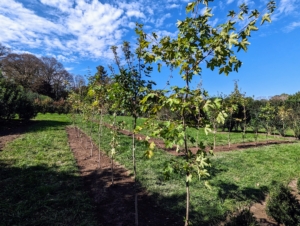 Hedge maples will grow to be about 35 feet tall at maturity, with a spread of about 30 feet. It has a low canopy with a typical clearance of four feet from the ground. These trees are expected to live for 80 years or more.