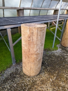 We repurpose stumps from downed trees to use as risers for some of the potted plants. It's important to make use of both horizontal and vertical space when storing. This is a stump from an ash tree. Notice the damage done by the emerald ash borer. The ash borer, also known by the acronym EAB, is responsible for the destruction of tens of millions of ash trees in 30 US states since it was first identified in this country in 2002.