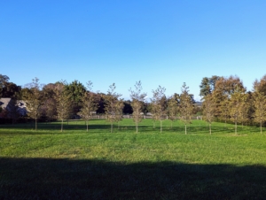 This view looks down the pasture to the London planetrees, which is the center focal point of the maze. We still have a long way to go, but we're making progress every week and all the plantings are doing excellently.