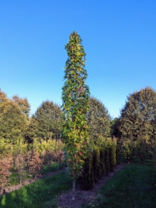 And this is a Liquidambar styraciflua 'Slender Silhouette', American sweetgum. As this tree mature, it will maintain its erect, columnar form, growing up to 50 feet tall and only about four-feet wide.