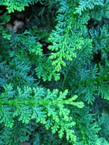 It features spreading branches with flattened fern-like horizontal branchlets that droop at the ends. Here is a close look at the foliage which is bold, emerald-green in color.