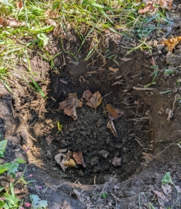 The hole sides should also be slanted. Digging a proper hole helps to provide the best opportunity for roots to expand into its new growing environment.