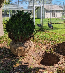This allée is adjacent to my bird enclosures. Two peacocks are watching all the planting activity. Here, holes were started for each bush to be planted.