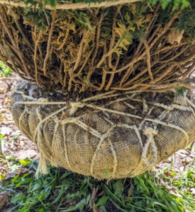 The wrappings around a tree's rootball keep a tree or bush safe during transport and make it easier to move it to its planting position. Here, strong twine is used to keep the burlap well secured. Some also use wire cages.