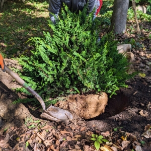 Then the crew backfills the hole. And remember, don’t plant it too deeply – always leave it “bare to the flare" or where the first main roots attach to the trunk.