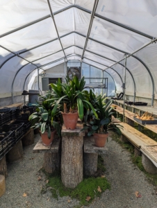 The hoop house is not as big as the other three, but is definitely used quite a bit for storing warm weather plants. It is also temperature and humidity controlled and can house a good number of potted specimens at various heights.