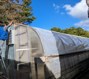 The first step was to remove the strong plastic that covers the hoop house. The plastic comes in two layers - one is a heavy-duty, woven polyethylene that features an anti-condensate additive to reduce moisture buildup and dripping. The other side contains UV additives that allow the fabric to maintain its strength through the seasons