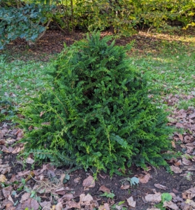 These bushes can grow several inches to a foot each year. And do you know... when the foliage is slightly crushed, it lets off an aromatic scent?
