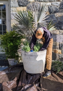 First, Brian removes the Helichrysum petiolare from the base of the plant.