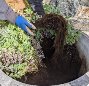 Look at the roots - they've grown considerably during the season. Helichrysum can grow as much as a foot or two in one season and spread up to three feet.