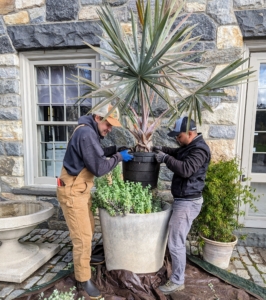 Once most of the Helichrysum petiolare is removed, Brian pulls out the potted palm. If plants are kept in containers for a short while, it is okay to pot them up this way to save on time, effort, and soil.