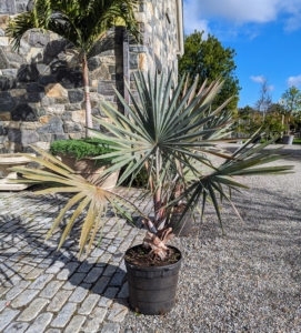 This palm can now be taken to one of the tropical hoop houses for winter storage.