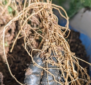 Look closely - this plant's roots have tiny nitrogen fixing root nodules. The bacteria live inside the root nodules where they trade nutrients with the plants. Bacteria provides nitrogen and the plant provides sugars from photosynthesis. Not all plants can make nodules, but lotus can.
