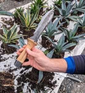 Ryan uses his hori-hori knife. A hori-hori, sometimes referred to as a "soil knife" or a "weeding knife", is a heavy serrated multi-purpose steel blade for gardening. The blade is sharp on both sides and comes to a semi-sharp point at the end.